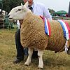 Mid Somerset Show 2020